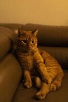 A red cat is sitting on the sofa photo