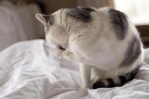 white cat with gray spots washing its paws on the bed close up photo