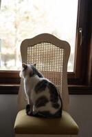 A white cat with gray spots sits on a chair by the window photo