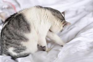 white cat with gray spots washing itself on the bed photo