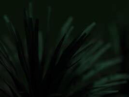 Dark, lush green foliage in a minimalistic setup, focusing on smooth, soft textures. photo