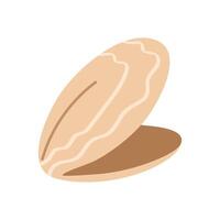 Flat beige mollusk shell with visible inner part vector
