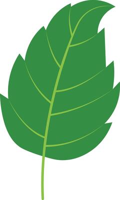 Exotic Tropical Leaves in Cartoon Design. Isolated on White Background