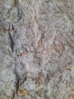Close-up of a textured rock surface with shades of gray and brown, displaying natural cracks, layers, and mineral formations. photo