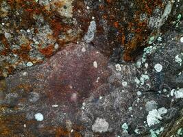 Close-up of a rock surface with patches of white lichen and moss, showing natural textures and weathering patterns in a humid outdoor environment photo