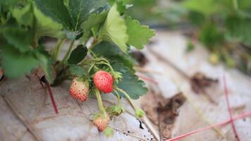 strawberries growing on the ground in a field video