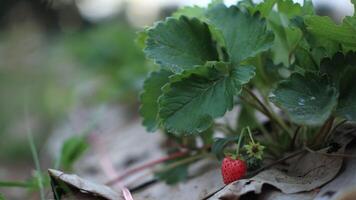 a strawberry growing on a tree branch video