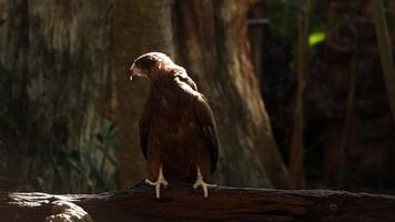 a brown bird is sitting on a log in the woods video