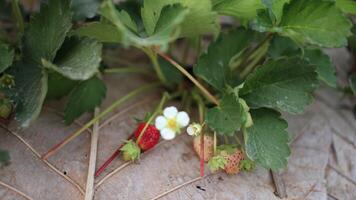 a strawberry plant with a single flower on it video