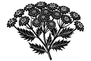 Elegant Black and White Illustration of a Yarrow Flower Bouquet, Blooming in a Serene Setting vector