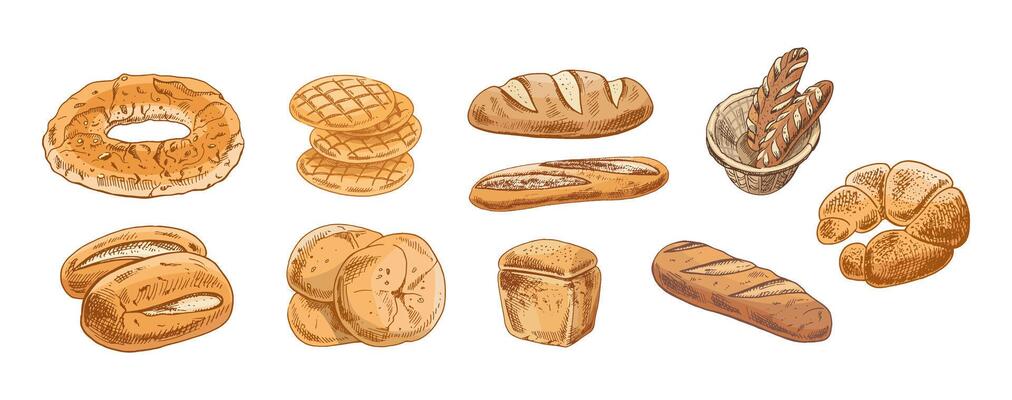 Hand drawn vintage sketch of assorted bakery bread set in brown ink and pastel color, isolated illustration