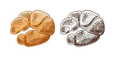 Hand drawn vintage sketch of braided bread roll in engraving style, in color and monochrome version, illustration vector