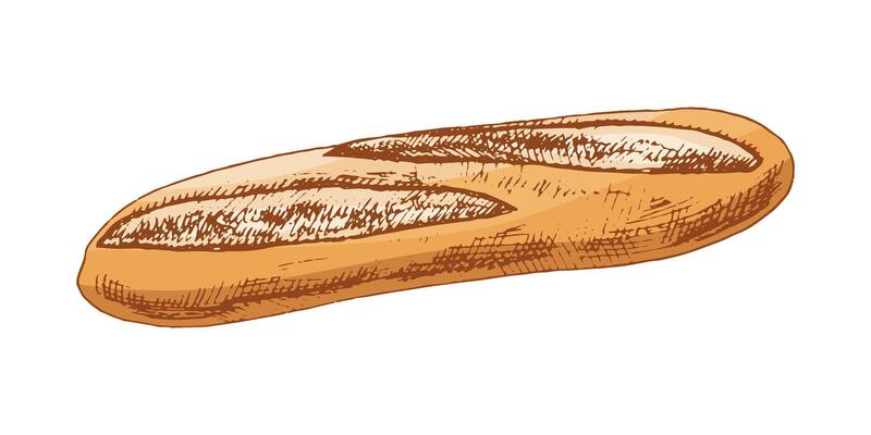 Hand drawn vintage sketch of french baguette bread in engraving style, isolated illustration in warm color tones