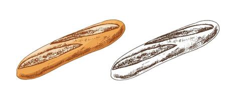 Hand drawn vintage sketch of french baguette in engraving style, in color and monochrome version, isolated illustration vector