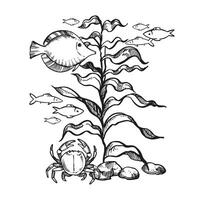 illustration of the seabed, inhabitants of the depths, hand drawn underwater algae, branches of plant at bottom of sea, ocean, monochrome black and white sketch of reef grass, marine line art vector