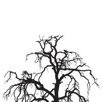 Silhouette of a leafless tree depicting stark branches against a plain white background vector