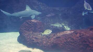 Sandbar shark swimming in aquarium with other fish video