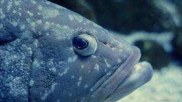 Dusky grouper fish starring with intense gaze in aquarium video