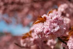 Close-up view of delicate cherry blossoms with soft natural lighting and blurred pink background. Perfect for spring-themed visuals, floral prints, and nature-based design projects photo