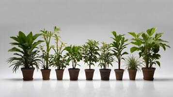 a row of different types of plants in pots photo