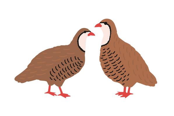 Pair of quails isolated on white background. Adorable farm poultry, domestic or cute small barnyard bird, gamebird, funny wild fowl. Childish colored illustration in flat cartoon style.