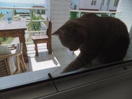 The cat looks at, hunts and tries to reach with its paw a dragonfly sitting on a mosquito net or window. photo
