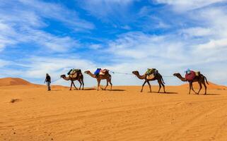 Traditional camel trekking with people on golden sand dunes of Erg Chebbi, Sahara Desert photo