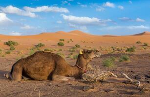 Camel on background of dunes, Sahara desert photo