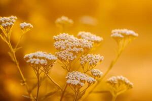 Yarrow plant in a golden sunlight. photo