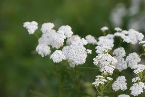 Yarrow plant. Medicinal herb of Achillea photo