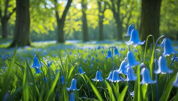 Bluebell Meadow Scene with Sunlight Filtering Through Trees in Background photo