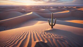 Cactus Standing in Desert Sand Dunes Landscape at Sunset Time photo