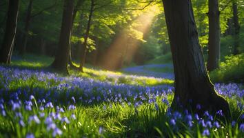 Bluebell Flowers Blooming in Forest Sunlight Creating Magical Woodland Scene photo