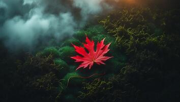 Red Maple Leaf Resting on Mossy Ground with Mist Effect photo