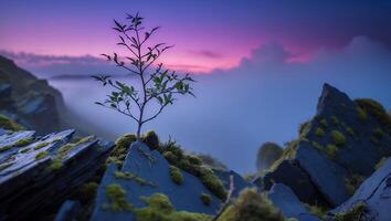 Sapling Growing on Rocky Cliff with Foggy Background at Sunset photo