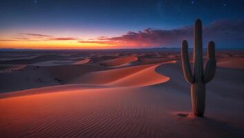Cactus Standing in Desert Sand Dunes at Colorful Sunrise or Sunset photo