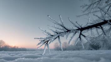 Icy Tree Branch Glittering on a Cold Winter Morning at Sunrise photo