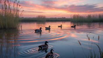 Ducks Swim in Tranquil Pond Reflecting Colorful Sunset Sky photo