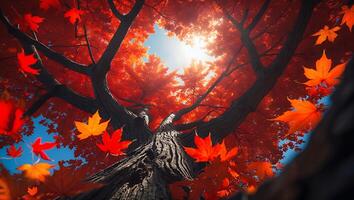 Looking Up at Autumn Tree with Vibrant Red and Orange Leaves photo