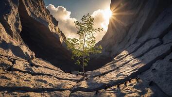Young Tree Growing in Rocky Canyon Bathed in Sunlight Showing Resilience photo
