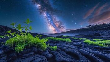 Plant Growing on Lava Field with Milky Way Galaxy Night Sky photo