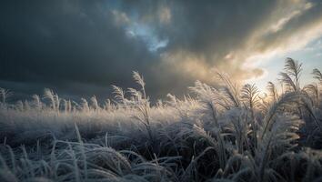 Tall Grass Field Under Dramatic Sky at Sunset Nature Scenery photo