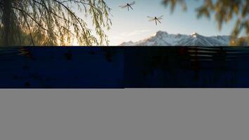 Dragonfly Flying Over Calm Lake with Mountain Views at Sunrise photo