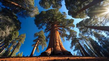 Looking Up at Majestic Redwood Trees Against a Deep Blue Sky photo
