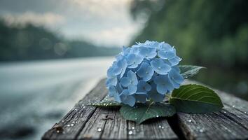 Blue Hydrangea Flower Resting on Wood with Water Droplets Nature Scene photo