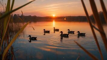 Ducks Swimming Calmly on Lake at Sunset with Reflections and Reeds photo