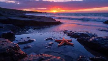 Starfish Resting in Tide Pool at Sunset on Rocky Beach photo