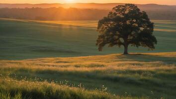 Lone Tree Silhouette in Golden Field at Sunrise Landscape View photo