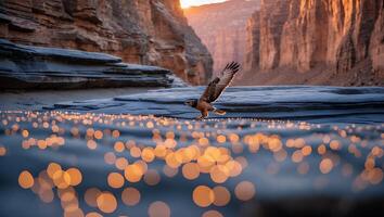 Hawk Landing Near Water with Sparkling Lights and Canyon Backdrop photo