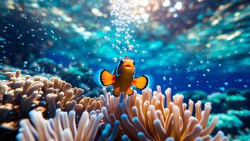 Swimming Clownfish Among Coral with Bubbles in Blue Ocean Water photo